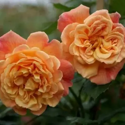 Роза АЛОХА плетистая в Витебске