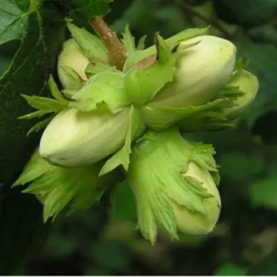 Фундук ТАМБОВСКИЙ ПОЗДНИЙ в Витебске