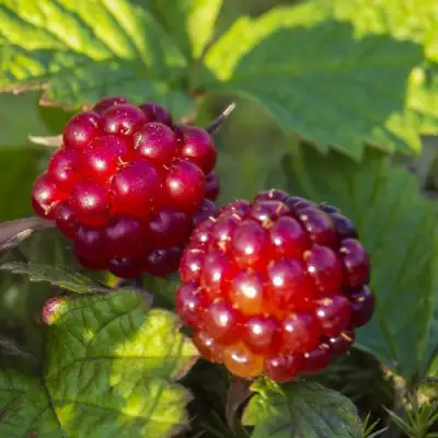 Княженика ЛИНДА в Витебске