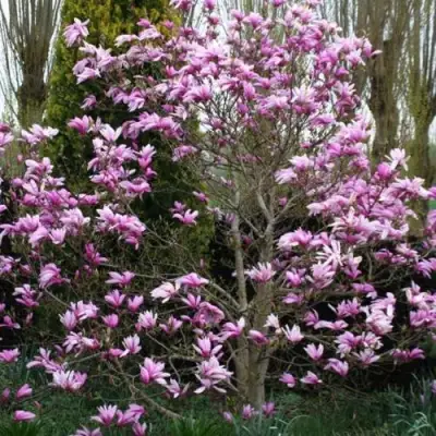 Магнолия ГАЛАКСИ в Витебске