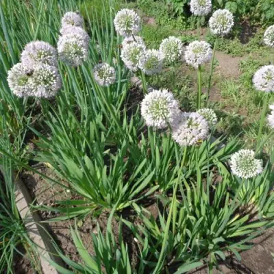 Лук слизун в Витебске