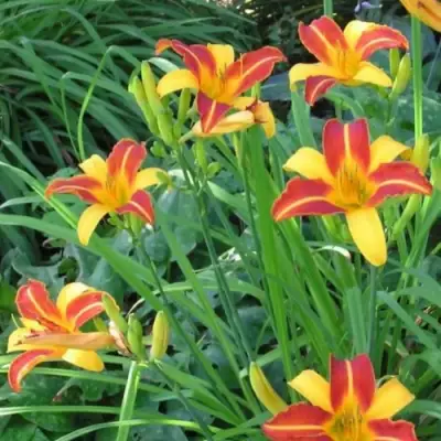 Лилейник ФРАНС ХАЛС в Витебске