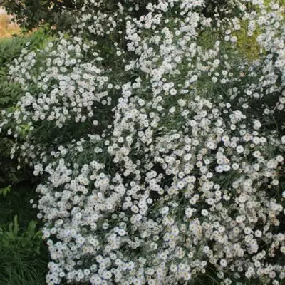 Болтония СНОУБЭНК в Витебске