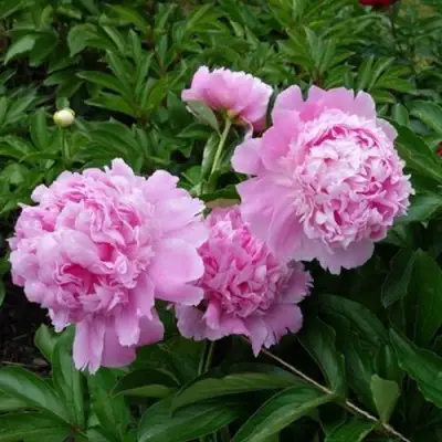 Пион МЕСЬЕ ЖЮЛЬ ЭЛИ травянистый в Витебске