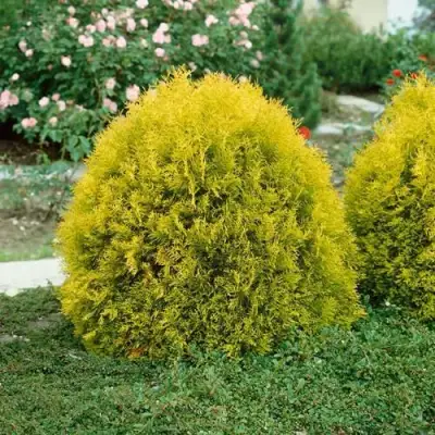 Туя РЕЙНГОЛД западная в Витебске