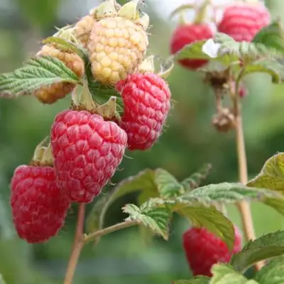 Малина МОЛЛИНГ ДЖУНО в Витебске