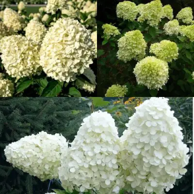 Комплект НЕЖНЫЙ КАПУЧИНО в Витебске