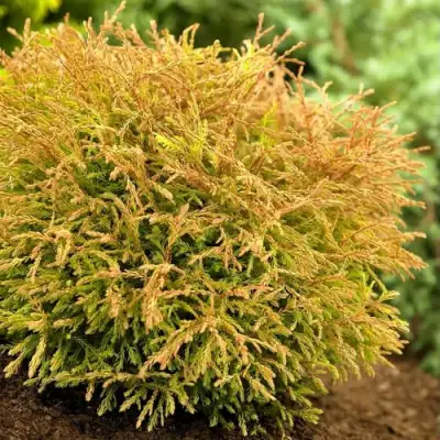 Туя ГОЛДЕН ТАФФЕТ западная в Витебске