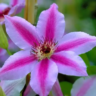 Клематис НЕЛЛИ МОЗЕР в Витебске