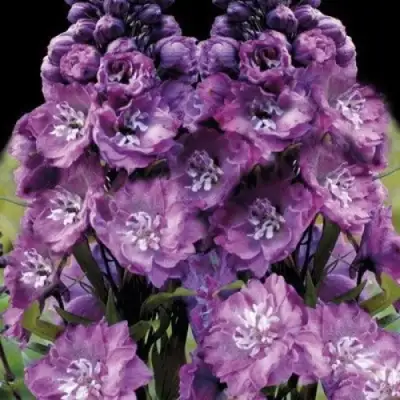 Дельфиниум ДЕЛЬФИС ПИНК ПАУЭ высокий в Витебске