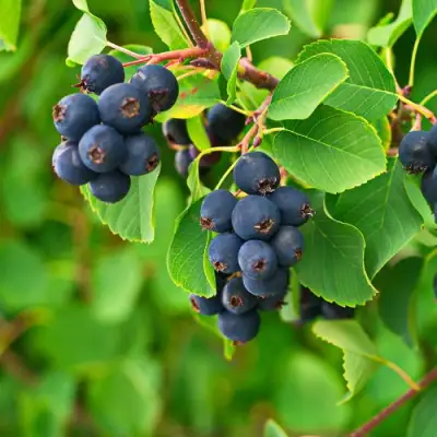 Ирга КОЛОСИСТАЯ в Витебске