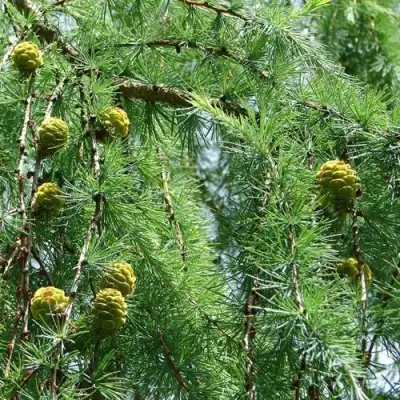 Лиственница КЕМПФЕРА в Витебске