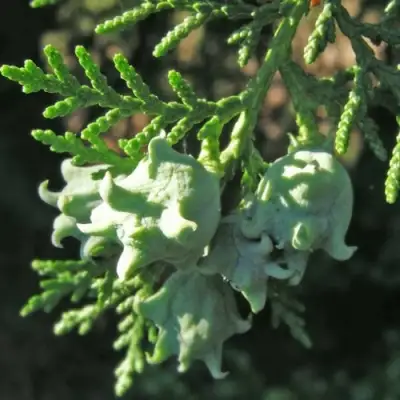 Туя восточная в Витебске