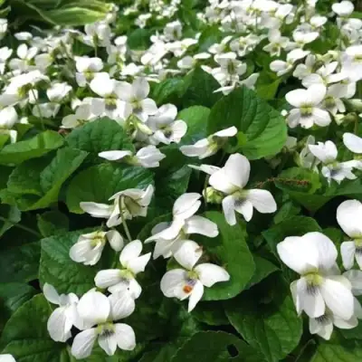 Фиалка АЛЬБИФЛОРА сестринская в Витебске