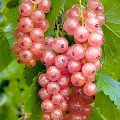 Смородина белая ПРЫГАЖУНЯ (РОЗОВАЯ) в Витебске