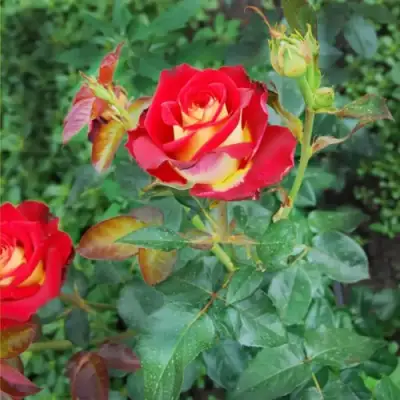 Роза ФРЕНДШИП чайно-гибридная в Витебске