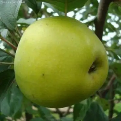 Яблоня КОШТЕЛЯ в Витебске