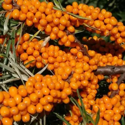 Облепиха АЛТАЙСКАЯ в Витебске