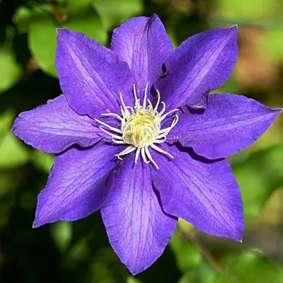 Клематис ЗЕ ПРЕЗИДЕНТ в Витебске