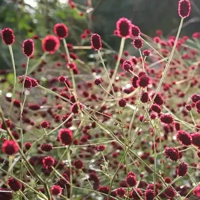 Кровохлебка ЧОКОЛАТ ТИП в Витебске