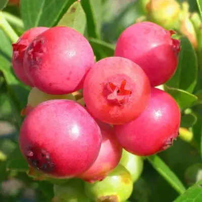 Голубика ПИНК ЛИМОНАД в Витебске