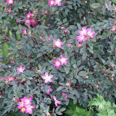 Роза сизая в Витебске