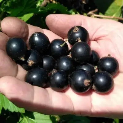 Смородина черная ЧЕРНООКАЯ в Витебске