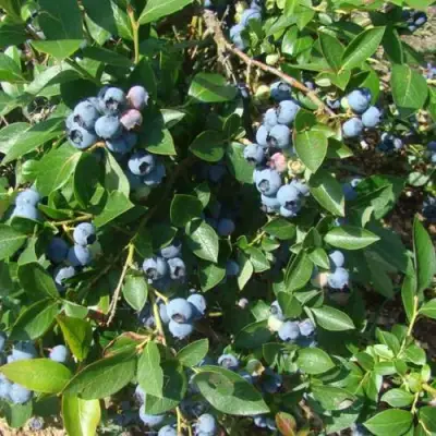 Голубика БЛЮЭТТА в Витебске