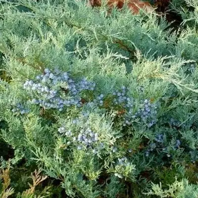 Можжевельник ГРЕЙ ОУЛ виргинский  в Витебске