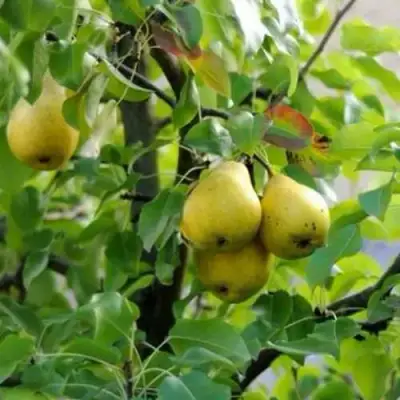 Груша ВИЛИЯ в Витебске