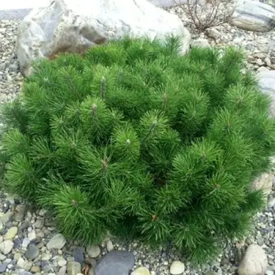 Сосна горная МУГУС в Витебске