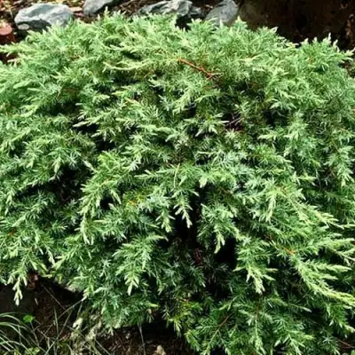 Можжевельник ШЛЯГЕР прибрежный в Витебске