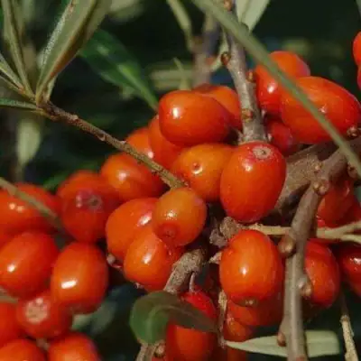 Облепиха ВОРОБЬЕВСКАЯ в Витебске