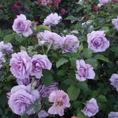 Роза ЛАВ СОНГ флорибунда в Витебске