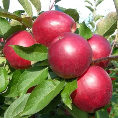 Яблоня КОВАЛЕНКОВСКОЕ в Витебске