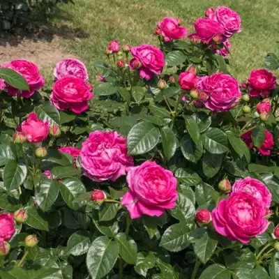 Роза АНУШКА чайно-гибридная в Витебске