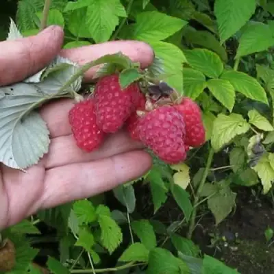 Малина КОРПИКО в Витебске