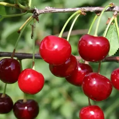 Вишня ХАРИТОНОВСКАЯ в Витебске