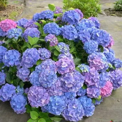Гортензия БОДЕНСИ крупнолистная в Витебске
