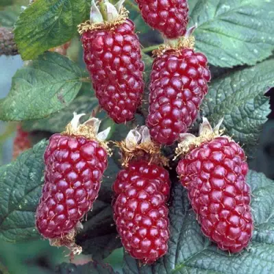 Ежемалина ТАЙБЕРРИ в Витебске