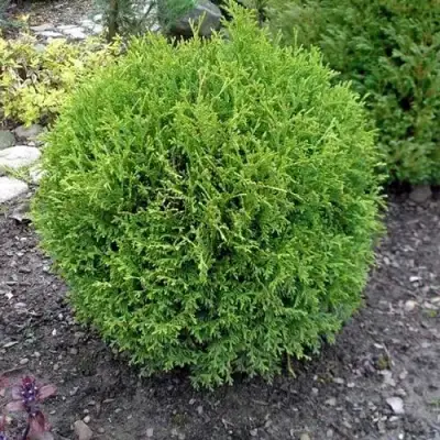 Туя ХОЗЕРИ западная в Витебске