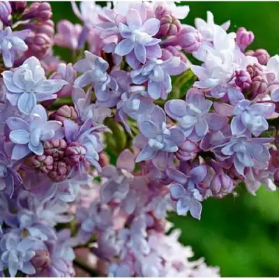 Сирень ПАМЯТЬ О ВАВИЛОВЕ в Витебске