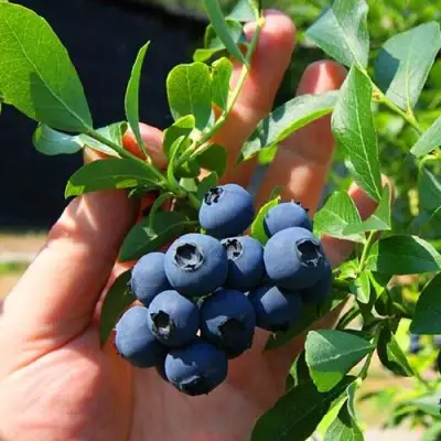 Голубика НОРТ КАНТРИ в Витебске