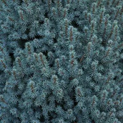 Ель САНДЕРС БЛЮ канадская в Витебске