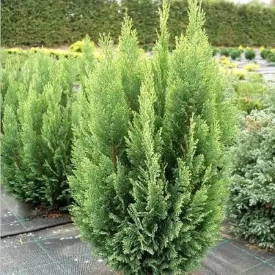 Кипарисовик ЭЛВУДИ ЭМПАЙР лавсона в Витебске