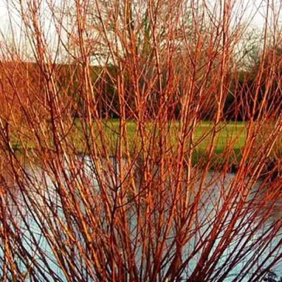 Ива ВИТЕЛЛИНА белая  в Витебске