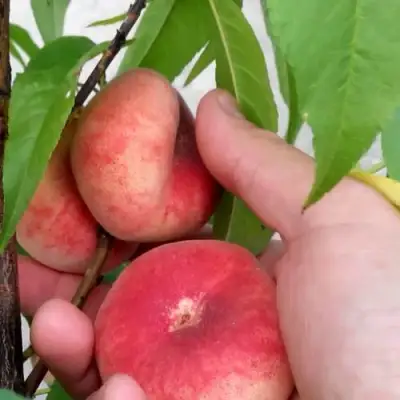 Персик САТУРН ИНЖИРНЫЙ в Витебске