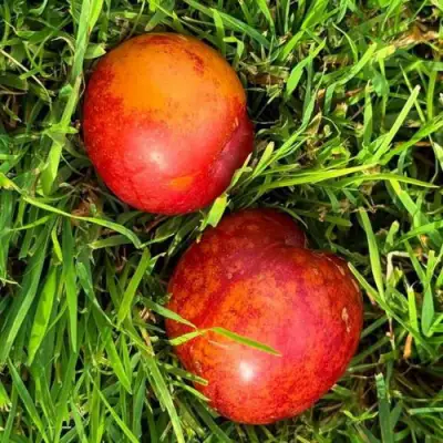 Шарафуга НЕКТАРИННАЯ в Витебске