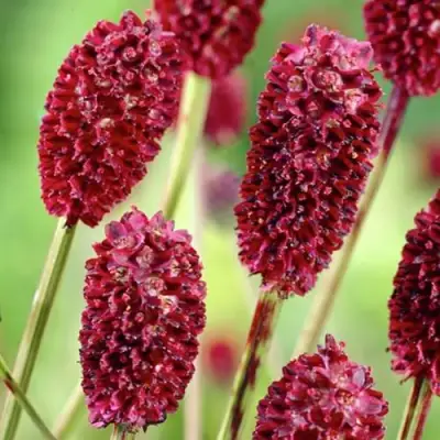 Кровохлебка ТАННА лекарственная в Витебске