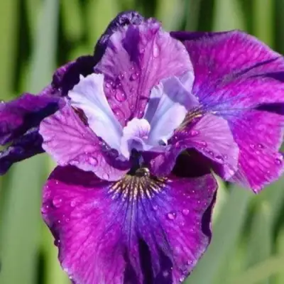 Ирис СИ Я ЛЕЙТЕР сибирский в Витебске